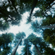 Image for article titled Gorgeous Tree of Life stills look like the greatest science epic of all time